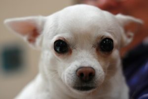 Wie reinigt man die Augen eines Hundes?