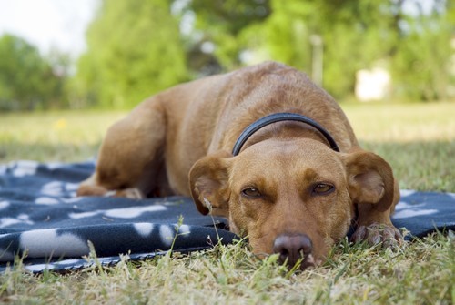 Was tun, wenn der Hund schnarcht?