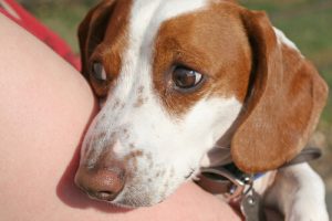 Tricks, um einen nervösen Hund zu beruhigen