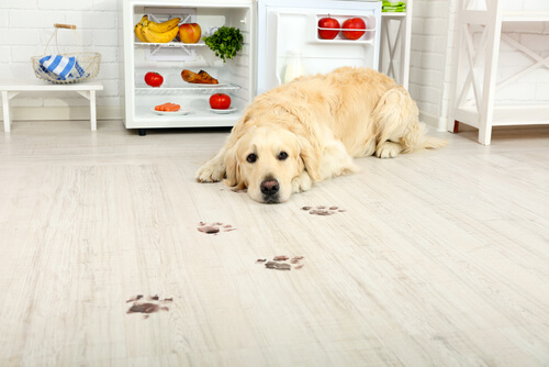 Hund will Karotten
