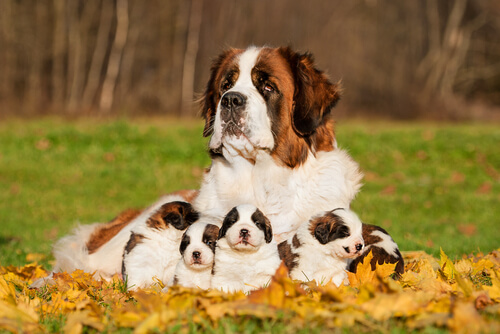 die teuersten Hunde der Welt, hier mit Familie