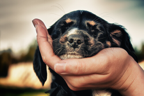 Hund zeigt, dass er dich liebt