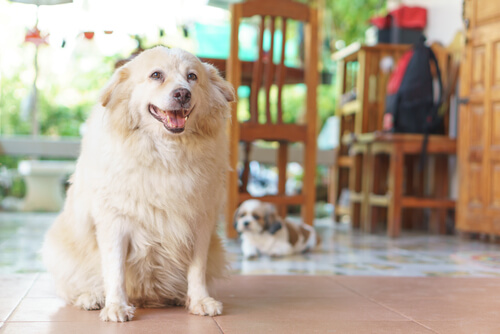Hund älter