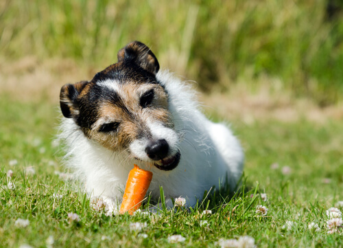 Hund liebt Karotten