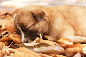Was die Schlafposition deines Hundes über seinen Charakter verrät