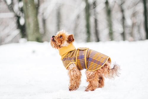 Hund vor Kälte schützen: 5 Tipps