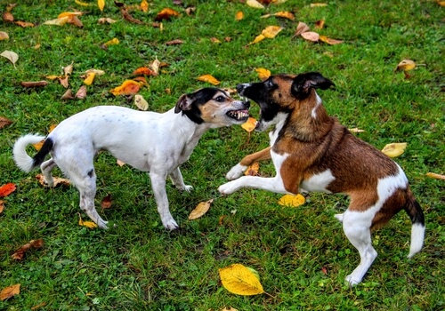 Tier Raufen Wie kann eine Rauferei zwischen Hunden gestoppt werden?