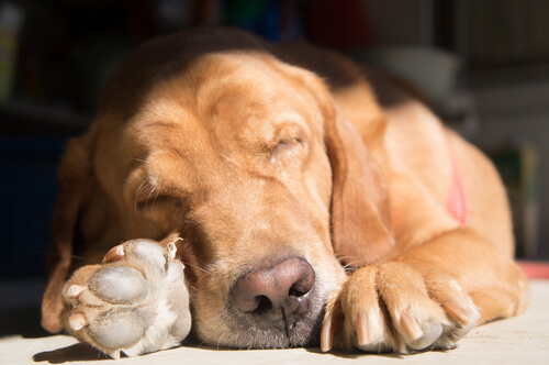 Unterschiedliche Schlafpositionen deines Hundes