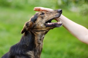 Bestrafe deinen Hund nie mit Gewalt