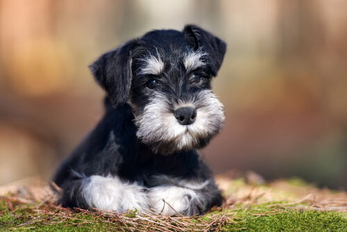 Der Schnauzer, unser bester Freund