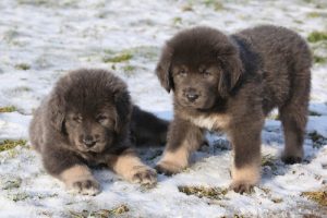 Die teuersten Hunde der Welt