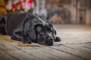 Woran merkst du, dass dein Hund älter wird?