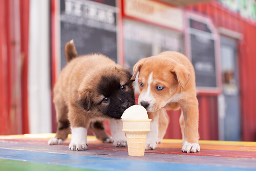 zwei Hunde essen Eis