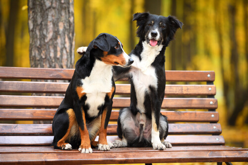 zwei Hunde im Park