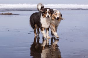 Sind zwei Hunde besser als einer?