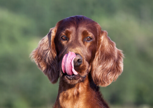 akrale Leckdermatitis bei Hunden
