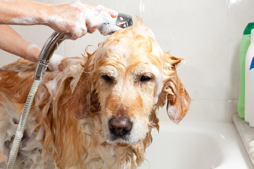 Hund hat akrale Leckdermatitis und badet