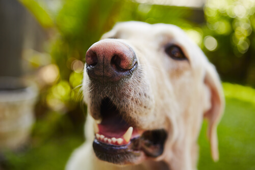 Alter eines Hundes
