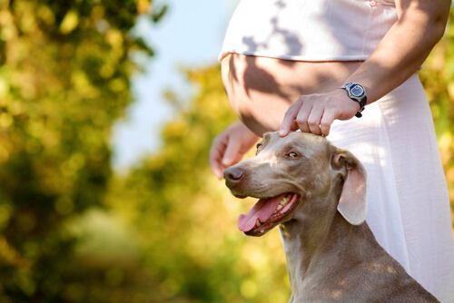 Wie du deinen Hund auf ein Baby vorbereitest 6 Tipps Deine Tiere
