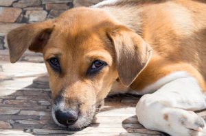 Das Coronavirus bei Hunden