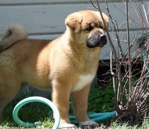 Akita gehört zu den teuersten Hunderassen