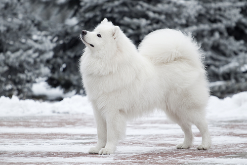 die teuersten Hunde der Welt
