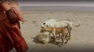 Der Wächter der Hundeinsel