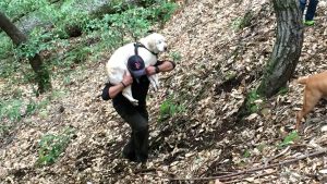 Labrador allein im Wald