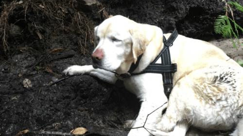 Ein blinder Labrador überlebt eine Woche im Wald