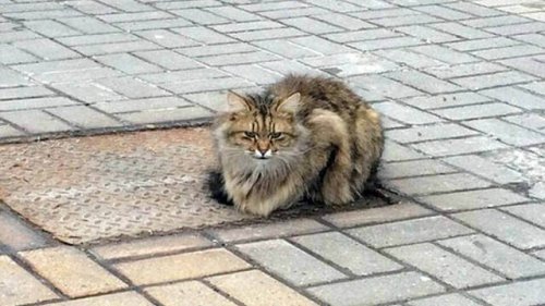 Ein verlassenes Kätzchen wartet seit einem Jahr auf seine Besitzer