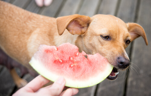 Darf ich meinem Hund Früchte füttern?