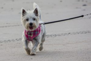 Fehler beim Gassigehen mit unserem Hund