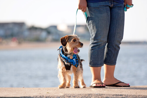 Gassigehen mit Hund