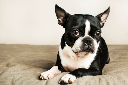 Gruppe 2 Boston Terrier