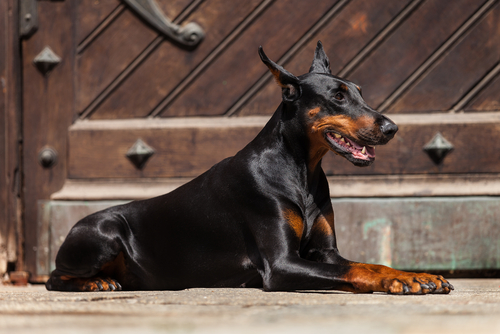 Gruppe 2 Dobermann