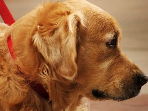 Hausmittel gegen Flohbisse