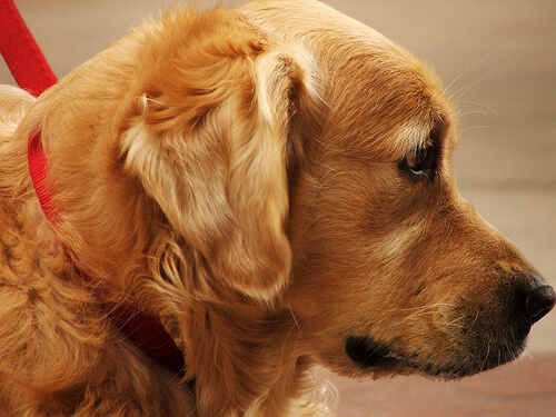 Hausmittel gegen Flohbisse