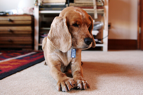 Hund allein zuhause