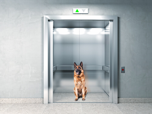 Intelligent: Hund bleibt im Fahrstuhl stecken und...