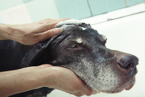 Den Hund reinigen, ohne ihn zu baden