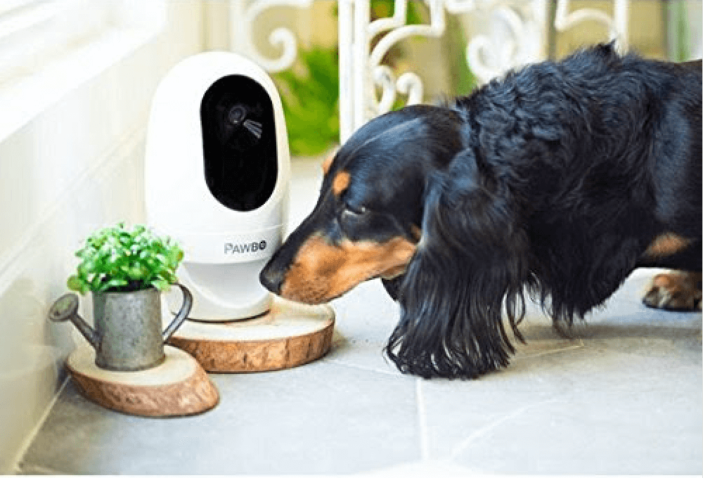 Hund zuhause