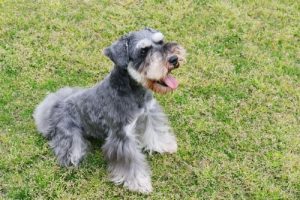 Hunde der Gruppe 2: Rasseklassifizierung nach FCI