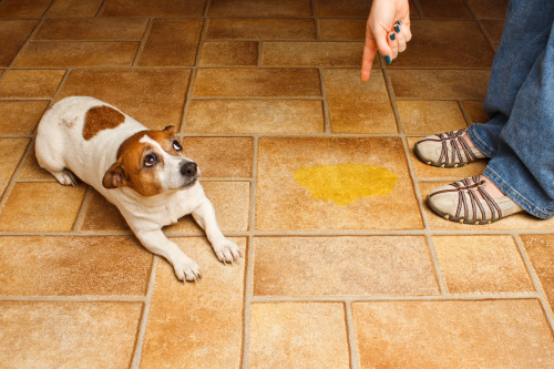 Hunde für pinkeln bestrafen