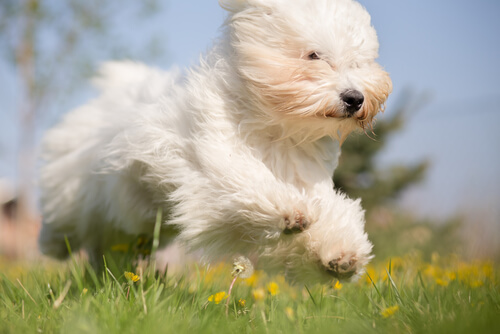 Hunde im Alter