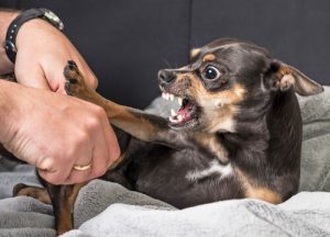 Warum können Hunde mich nicht leiden?