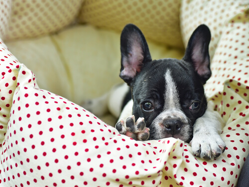 Hunde pinkeln ins Bett