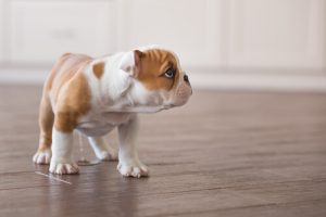 Tipps, damit Hunde nicht ins Haus pinkeln