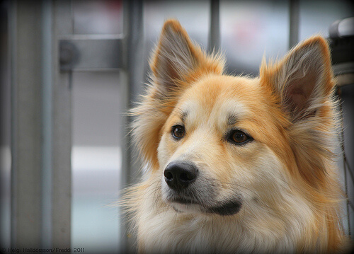 Wie reinigt man Hundeohren?