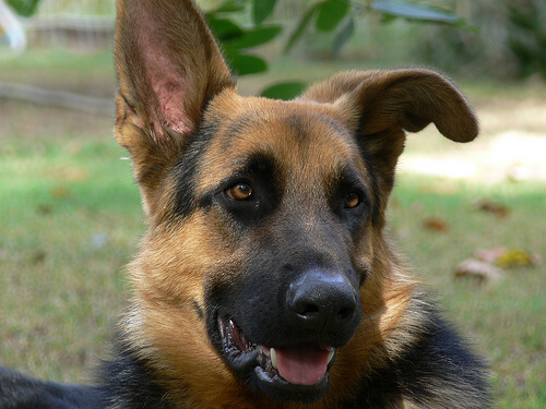 Es ist wichtig Hundeohren regelmäßig zu inspizieren, um Ohrinfektionen zu vermeiden.