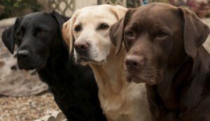 Hunderassen Labrador